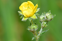 Potentilla argentea